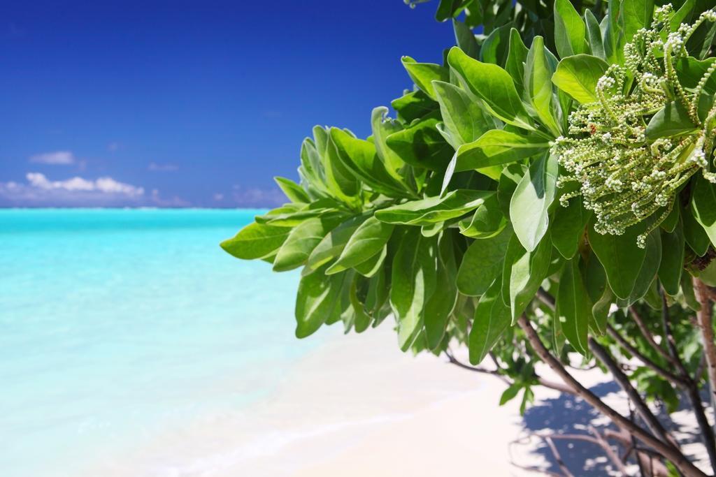Holiday Cottage Thoddoo, Maldives Dış mekan fotoğraf